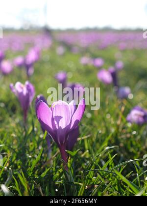 Crocus in piena fioritura su un campo Foto Stock