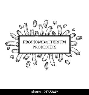 Telaio di batteri probiotici di propionibacterium disegnati a mano. Progettazione di imballaggi e informazioni mediche. Illustrazione vettoriale nello stile di schizzo Illustrazione Vettoriale