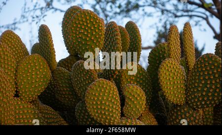 L'opuntia microdasys (ali d'angelo, spighe bunny cactus, bunny cactus o polka-dot cactus) è una specie di pianta fiorita della famiglia dei cactus Cactaceae Foto Stock