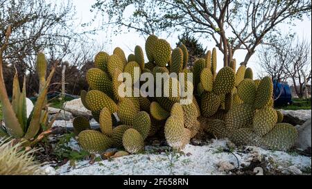 L'opuntia microdasys (ali d'angelo, spighe bunny cactus, bunny cactus o polka-dot cactus) è una specie di pianta fiorita della famiglia dei cactus Cactaceae Foto Stock