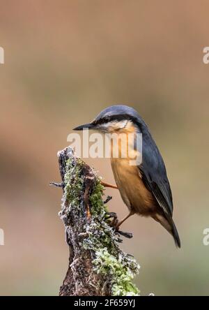 Nuthatch (Sitta Europaea) Riserva RSPB del Regno Unito Foto Stock