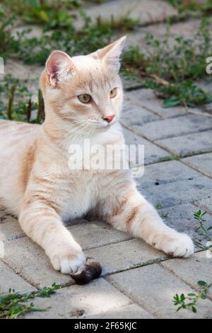 Vita di campagna estiva del gatto zenzero domestico. Gattino catturato grigio shrew. Felice e orgoglioso. Foto Stock