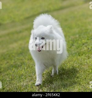 cane eskimo americano Foto Stock