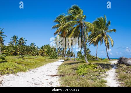 Repubblica Dominicana, Punta Cana, palme dietro la spiaggia di Playa Cabeza de Toro Foto Stock