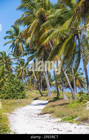 Repubblica Dominicana, Punta Cana, palme dietro la spiaggia di Playa Cabeza de Toro Foto Stock