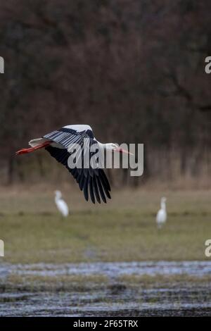 Cicogna che sorvola un prato bagnato in un piccolo stagno chiamato Mönchbruchweiher nella riserva naturale di Mönchbruch vicino a Francoforte in Assia, Germania. Foto Stock