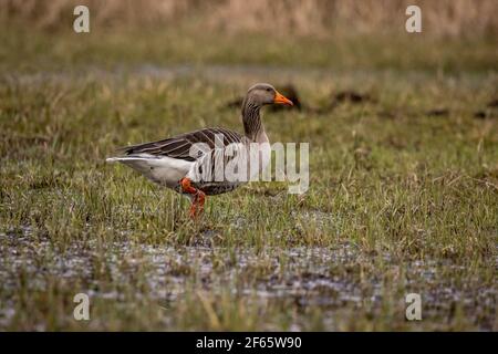 L'oca di Greylag cammina attraverso un prato bagnato in un piccolo stagno chiamato Mönchbruchweiher nella riserva naturale di Mönchbruch vicino a Francoforte in Assia. Foto Stock