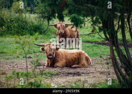 Due vacche hairy scozzesi di lana lunga in campo con alberi di ginepro verdi. Focus sulla prima mucca. Foto Stock