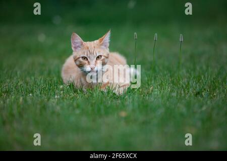 Lettino di gatto giovane zenzero (rosso) su campo di taglio verde con tre punte di erba. Foto Stock