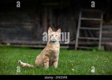 Lettino di gatto giovane zenzero (rosso) su campo di erba tagliato verde. Casa di legno e scala sullo sfondo. Vita in campagna. Foto Stock