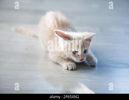 Fantastico ginger (rosso) gattino in allerta. Su fondo di legno grigio. Foto Stock