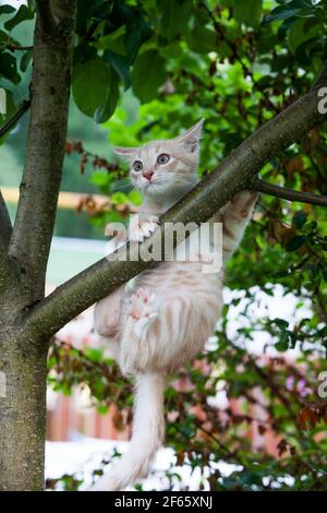 Vita di campagna estiva del gatto zenzero. Gatto sull'albero. Con occhi aperti. Foto Stock