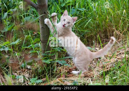 Vita di campagna estiva del ginger kitten. Felice e selvaggio. Gatto e albero. Animale divertente Foto Stock