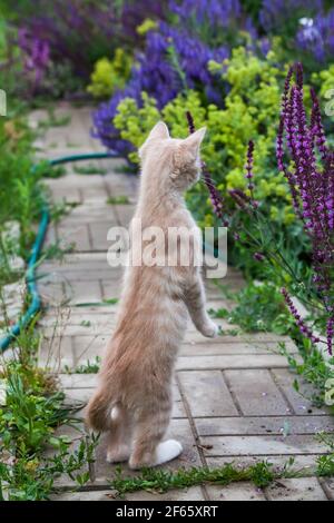 Incredibile ginger gatto stand in giardino. Estate fiori sfondo. Foto Stock