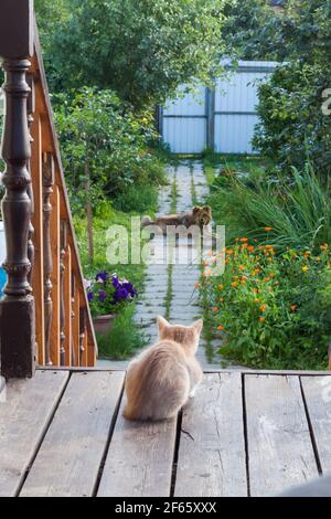 Vita di campagna estiva del gatto zenzero. Guardando il cane. Non amichevole. Foto Stock