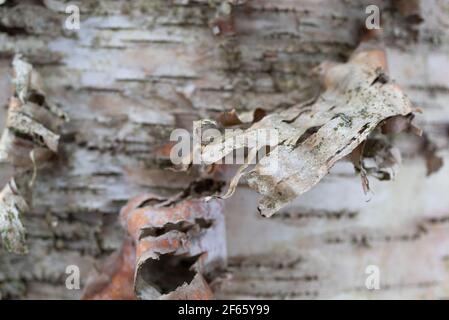 Vista ravvicinata di un lungo pezzo di corteccia sparso da un bianco betulla. Foto Stock