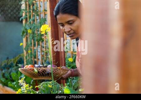 Una donna che porta un cestino pieno di verdure fresche raccolte Foto Stock