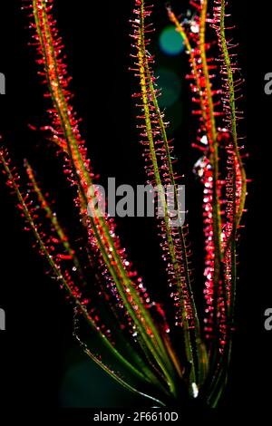 Pianta insettivora Drosera primo piano mostrando le sue gocce appiccicose per catturare l'insetto. Sfondo verde, Thailandia Foto Stock