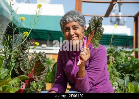 Donna che tiene la sua casa cresciuta Kale o foglia di Mangold dentro la sua mano Foto Stock