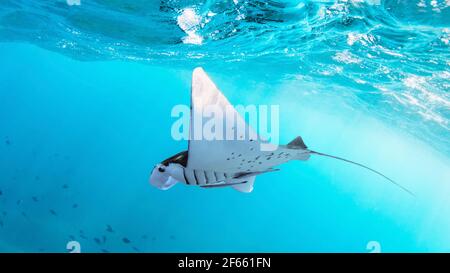 Vista subacquea di un gigantesco e gigantesco manta ray oceanico ( Manta Birostris ). Osservare il mondo sottomarino durante il tour avventuroso di snorkeling. Foto Stock