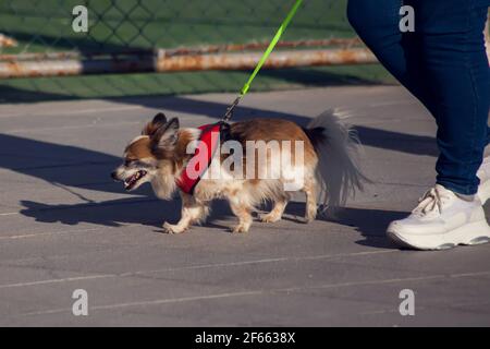 Cane su un guinzaglio a piedi con il proprietario in città Foto Stock