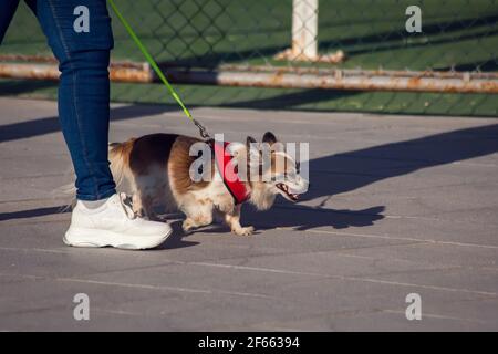 Cane su un guinzaglio a piedi con il proprietario in città Foto Stock