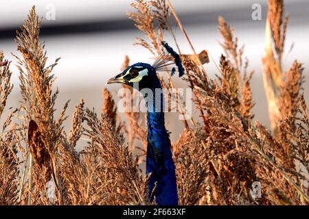 peacock nel mezzo di un campo di mais Foto Stock