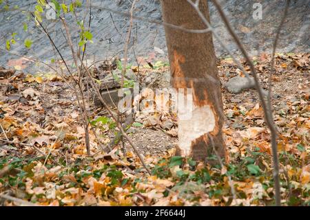 Piccola base di albero gnawed sopra da castoro occupato Foto Stock