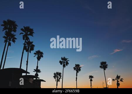 Silhouette alte con palme in retroilluminazione al tramonto Foto Stock