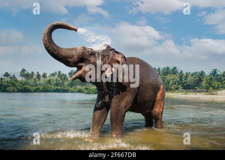 Lavaggio degli elefanti e spruzzi d'acqua attraverso il tronco nel fiume Periyar, Kodanad, India Foto Stock