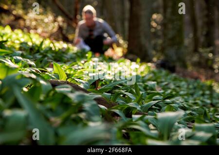 Eine Frau und ein Mann ernten in einem sonnendurchfluteten Waltstueck wachsenden Baerlauch. Foto Stock