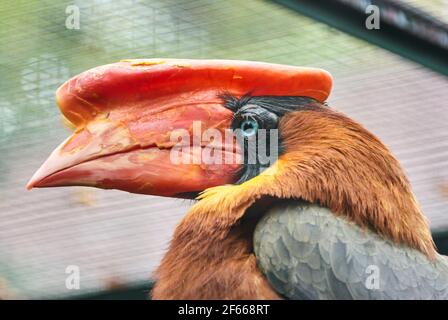 La rufosa hornbill Buceros hydrocorax, conosciuta anche come la becco filippina, è endemica nelle Filippine Foto Stock