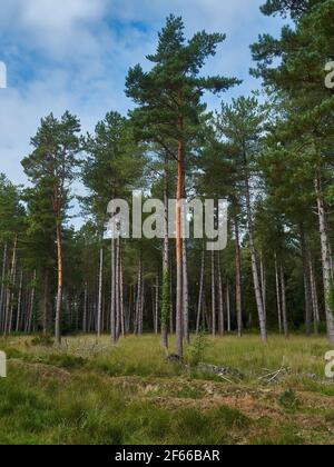 Una tribuna di abeti lungo un sentiero forestale, sparse nelle vicinanze e diventare più densa e densa come si va più in profondità nelle cavità ombreggiate della foresta. Foto Stock