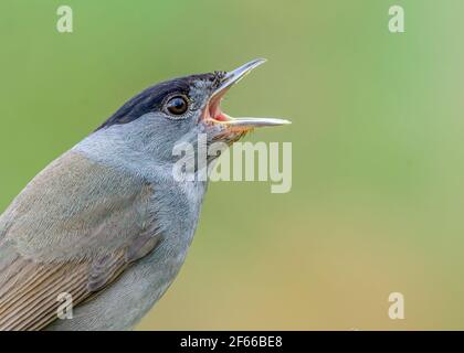 Blackcap (Sylvia atricapilla) cantando primo piano becco aperto. Portogallo Foto Stock