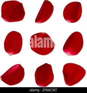 Petali di rosa vettoriali realistici su sfondo bianco. Illustrazione Vettoriale