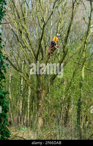 Chirurgo dell'albero a lavorare su un albero con sega a catena. Foto Stock