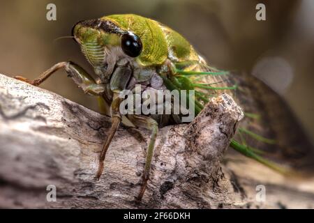 Superbo Green Cicada (superbus Neotibicen) Foto Stock