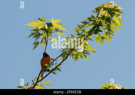 Vadnais Heights, Minnesota. Parco regionale del lago Vadnais. Maschio Baltimora Oriole, Icterus galbula arroccato in una cima di albero. Foto Stock