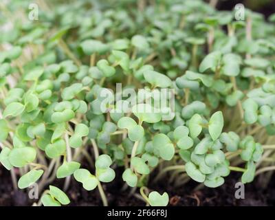 micrograni, germogli di senape, germogli crudi, micrograni, concetto di alimentazione sana Foto Stock