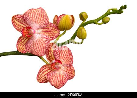 Un primo piano di un flower.Orchid isolato su uno sfondo bianco. Falaenopsis.Orchidea rosa-gialla orizzontale Foto Stock