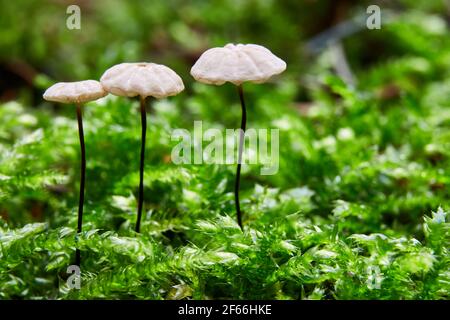 Marasmius rotula. Fungo nell'ambiente naturale. Inglese: Fungo di pinwheel, il marasmius di pinwheel, la piccola ruota, il paracadute colato, il Foto Stock
