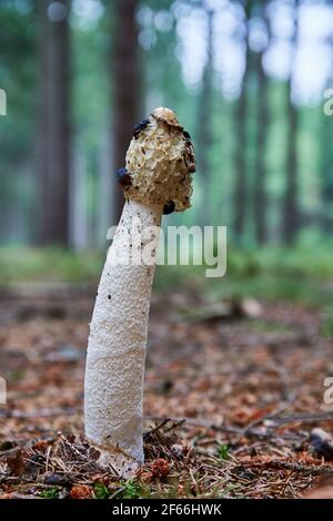 Fallus impudicus - fungo non commestibile. Fungo nell'ambiente naturale con insetti sulla parte superiore. Inglese: Stinkhorn comune Foto Stock