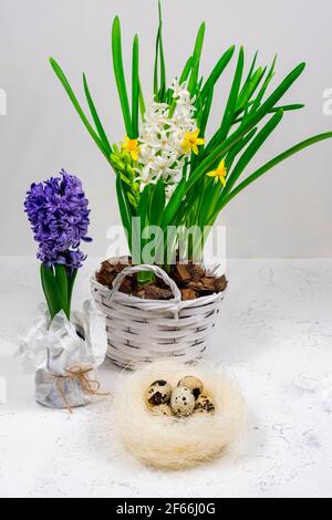 Un nido decorativo fatto di fieno con uova di quaglia all'interno. Sullo sfondo di narcisi gialle e giacinti blu. Decorazione della tavola di Pasqua. Pasqua Foto Stock