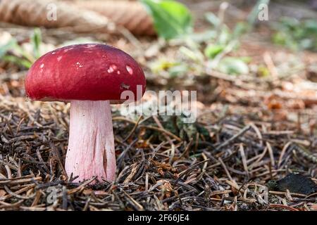 Russula xerampelina - fungo commestibile. Fungo nell'ambiente naturale. Inglese: Granchio brittlegill, funghi gamberetti. Ceco: Holubinka revova Foto Stock