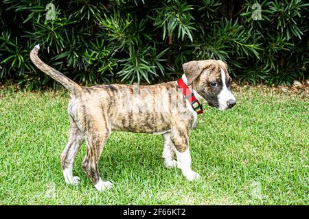 Cane cucciolo Pitbull. Florianopolis, Santa Catarina, Brasile. Foto Stock