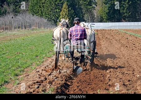 Un agricoltore arava il suo orto con un aratro trainato da cavalli, vicino alla cittadina di Parkdale, Oregon, sulle pendici settentrionali del monte Hood. Foto Stock