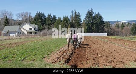 Un agricoltore arava il suo orto con un aratro trainato da cavalli, vicino alla cittadina di Parkdale, Oregon, sulle pendici settentrionali del monte Hood. Foto Stock