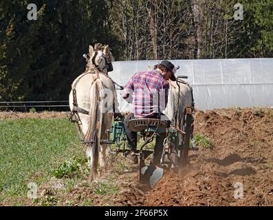 Un agricoltore arava il suo orto con un aratro trainato da cavalli, vicino alla cittadina di Parkdale, Oregon, sulle pendici settentrionali del monte Hood. Foto Stock