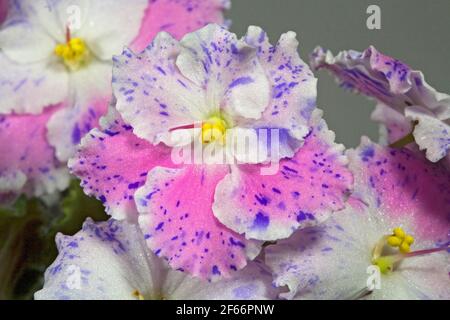 Particolare del fiore di una pianta viola africana. Foto Stock