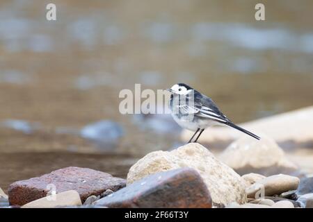 Pied Waggail (Motacilla Alba) arroccato su rocce in un fiume fluente, Inghilterra, Regno Unito Foto Stock